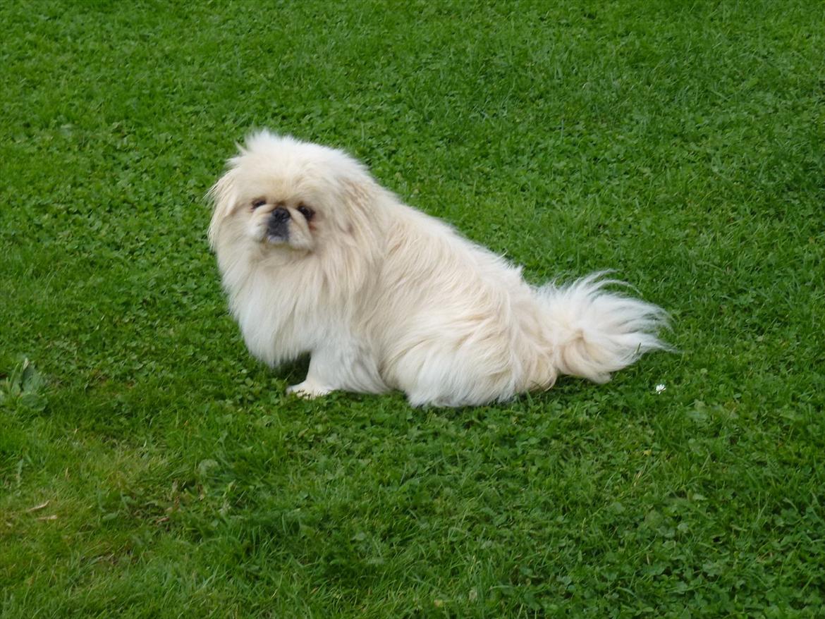 Pekingeser pax - pax i haven billede 1