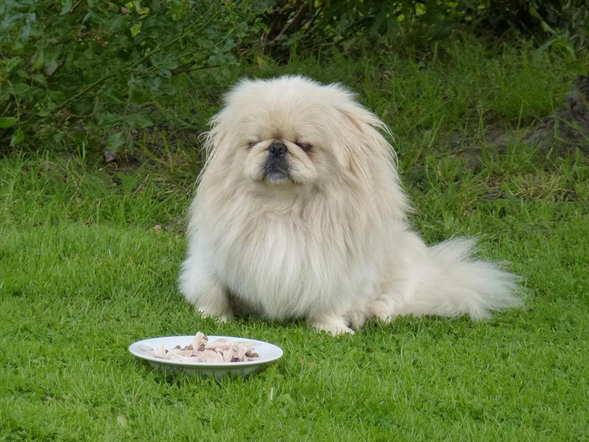 Pekingeser pax - pax er sulten billede 2