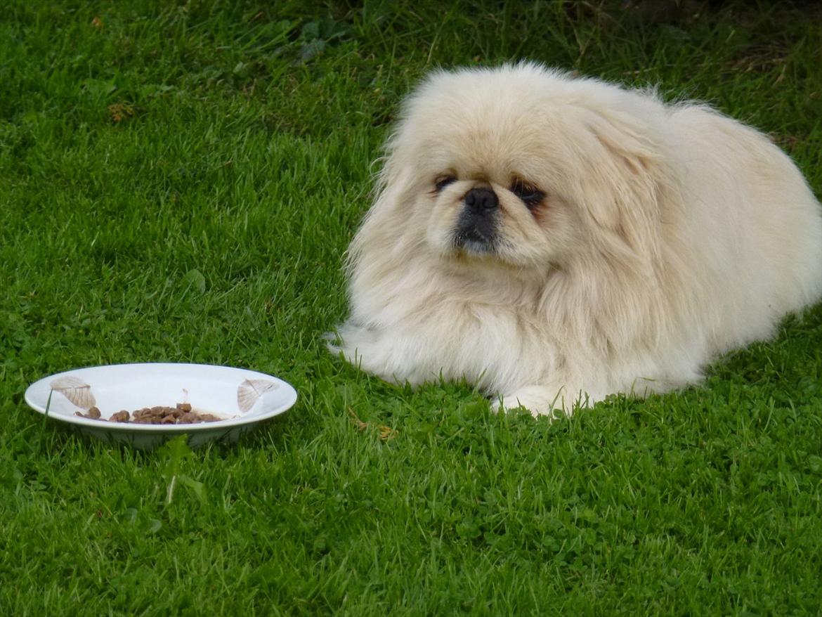 Pekingeser pax - pax mæt billede 3