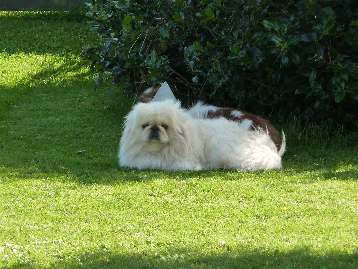 Pekingeser pax - pax nyder livet billede 4
