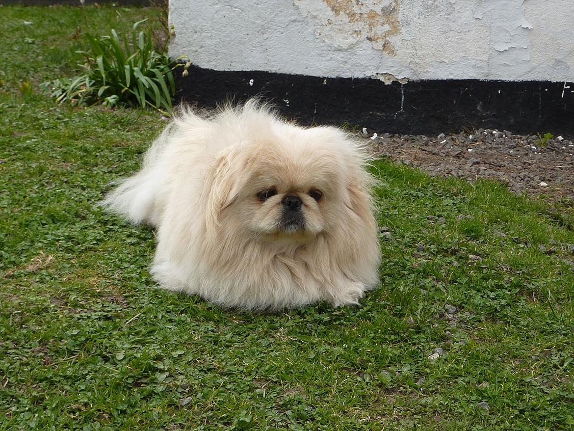 Pekingeser pax - pax slapper af billede 5