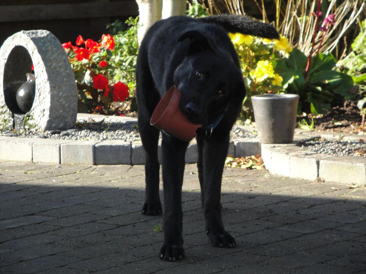 Blanding af racer Boss - 8 Okt. 2011 billede 4