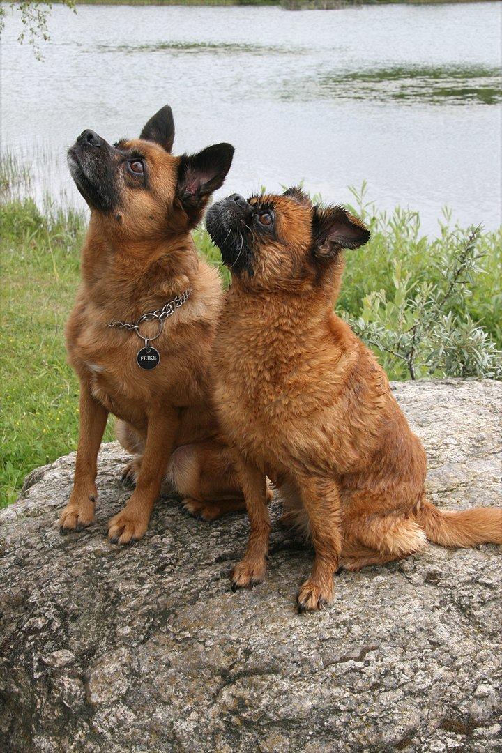 Blanding af racer (Griffon) Bella *6år* billede 19