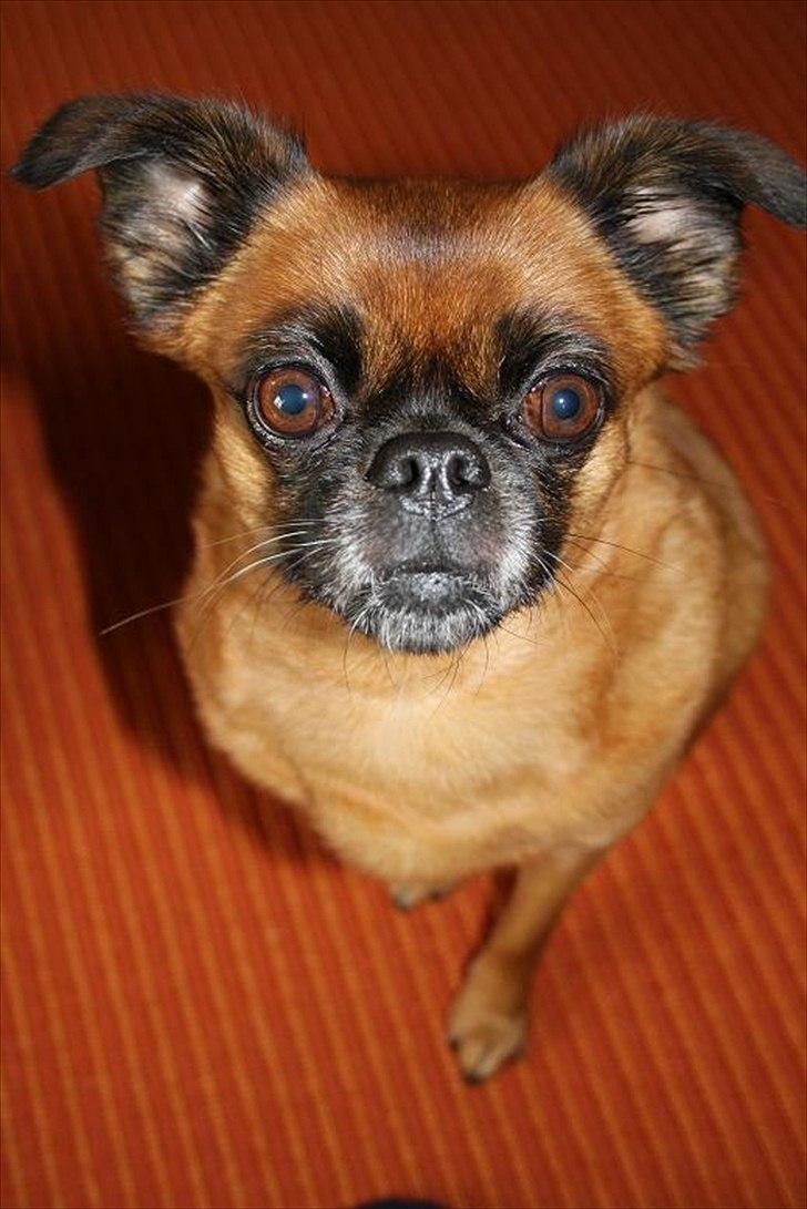 Blanding af racer (Griffon) Bella *6år* billede 1