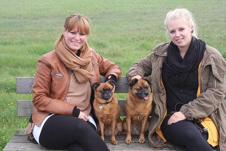 Blanding af racer (Griffon) Bella *6år* - Hundesøskende med deres respektive billede 20