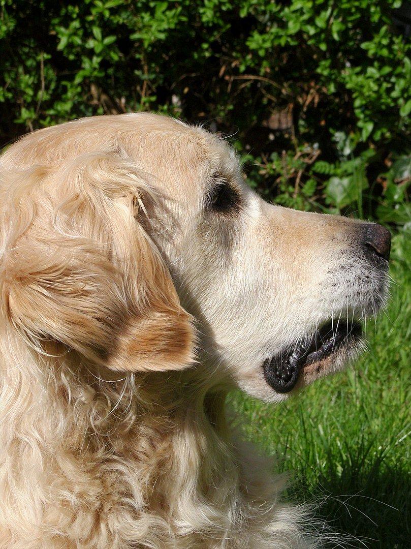 Golden retriever Woodsquares That's My Ludvig - Ludvig i haven. billede 5