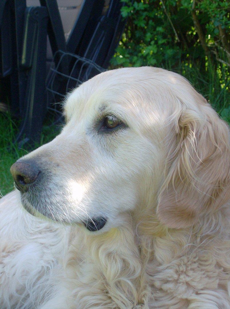 Golden retriever Woodsquares That's My Ludvig - I haven, igen :b billede 12
