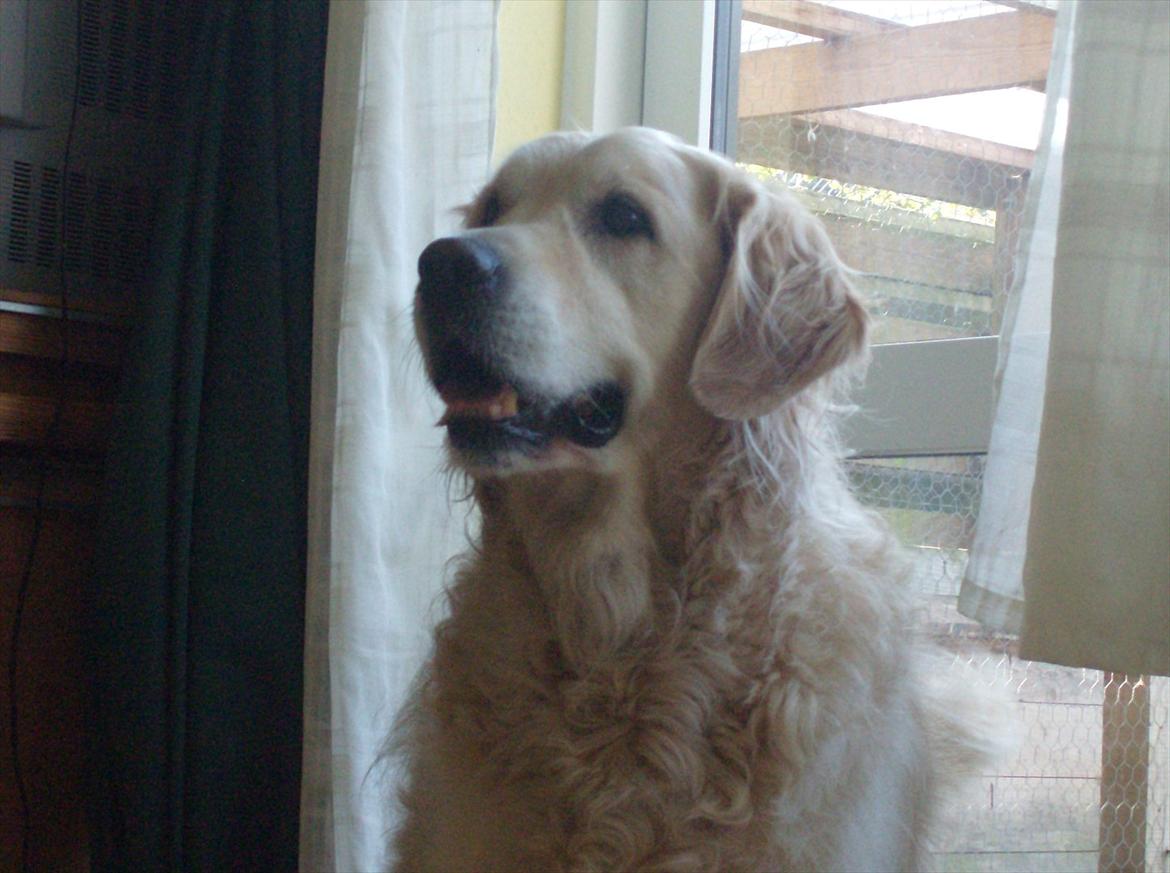 Golden retriever Woodsquares That's My Ludvig - 'Døøh' billede 15