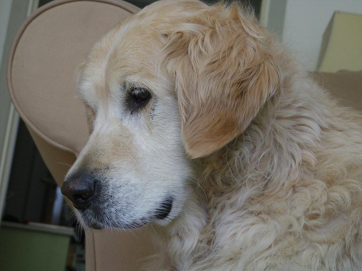 Golden retriever Woodsquares That's My Ludvig - Charmetrolden :b billede 6