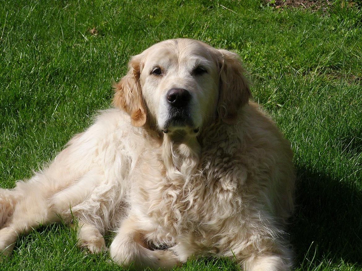 Golden retriever Woodsquares That's My Ludvig - Lækker hund i solen :b billede 13