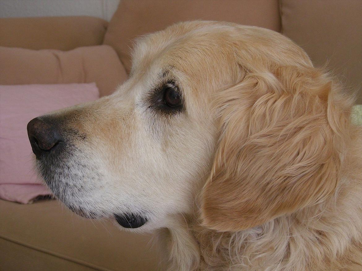 Golden retriever Woodsquares That's My Ludvig - En eftertænksom hund. billede 7