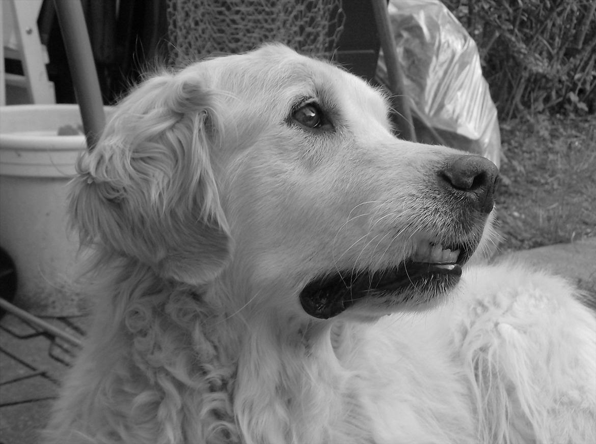 Golden retriever Woodsquares That's My Ludvig - Nurh. billede 10