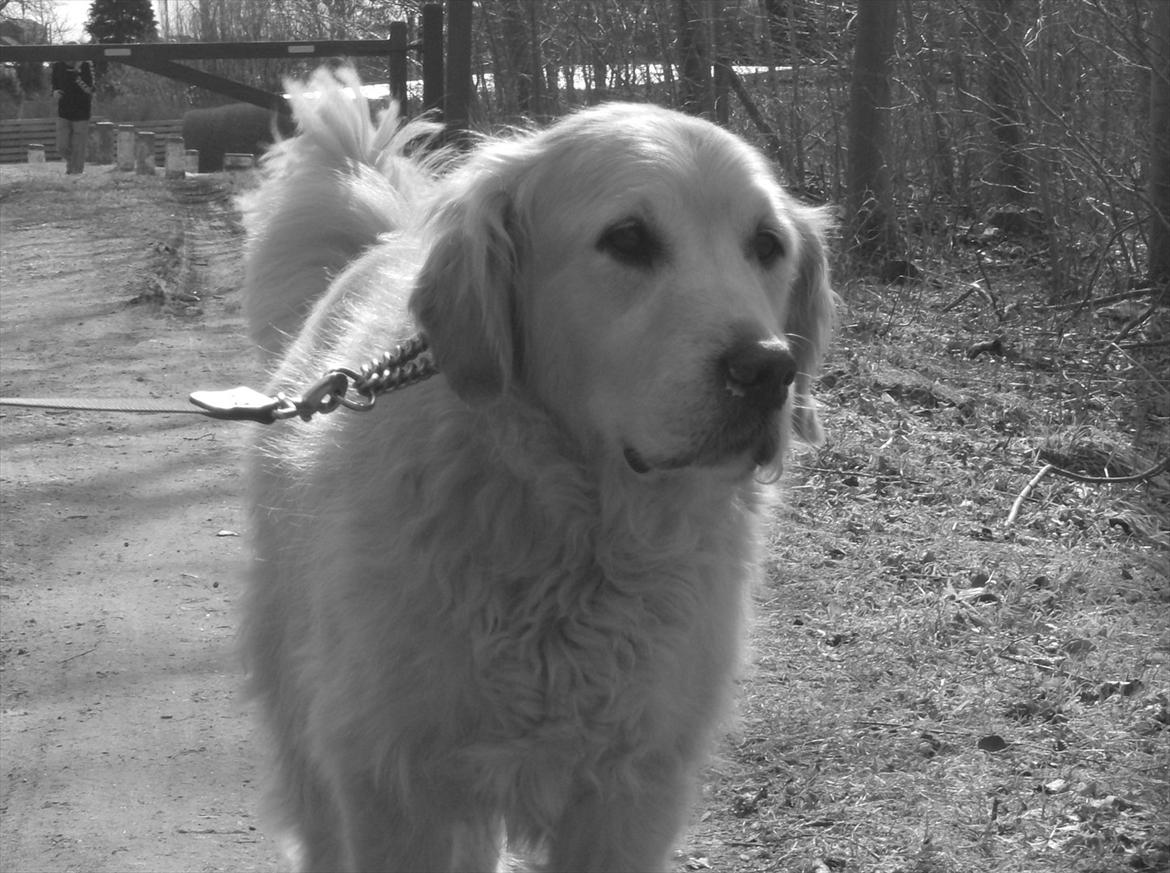 Golden retriever Woodsquares That's My Ludvig - Ude og gå i skoven. billede 14