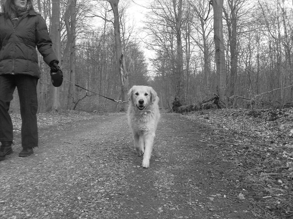Golden retriever Woodsquares That's My Ludvig - K***, du er lækker, lille dreng:b billede 16