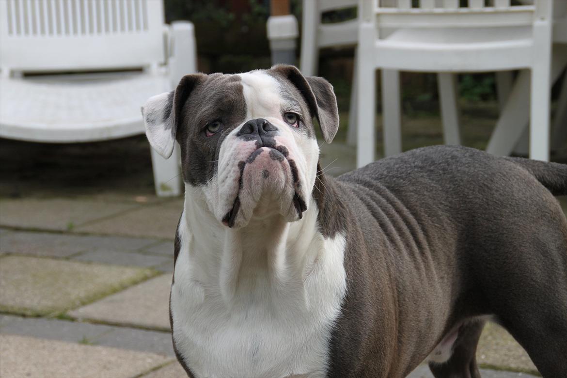 Olde english bulldogge Magnum von Frankenstein billede 6