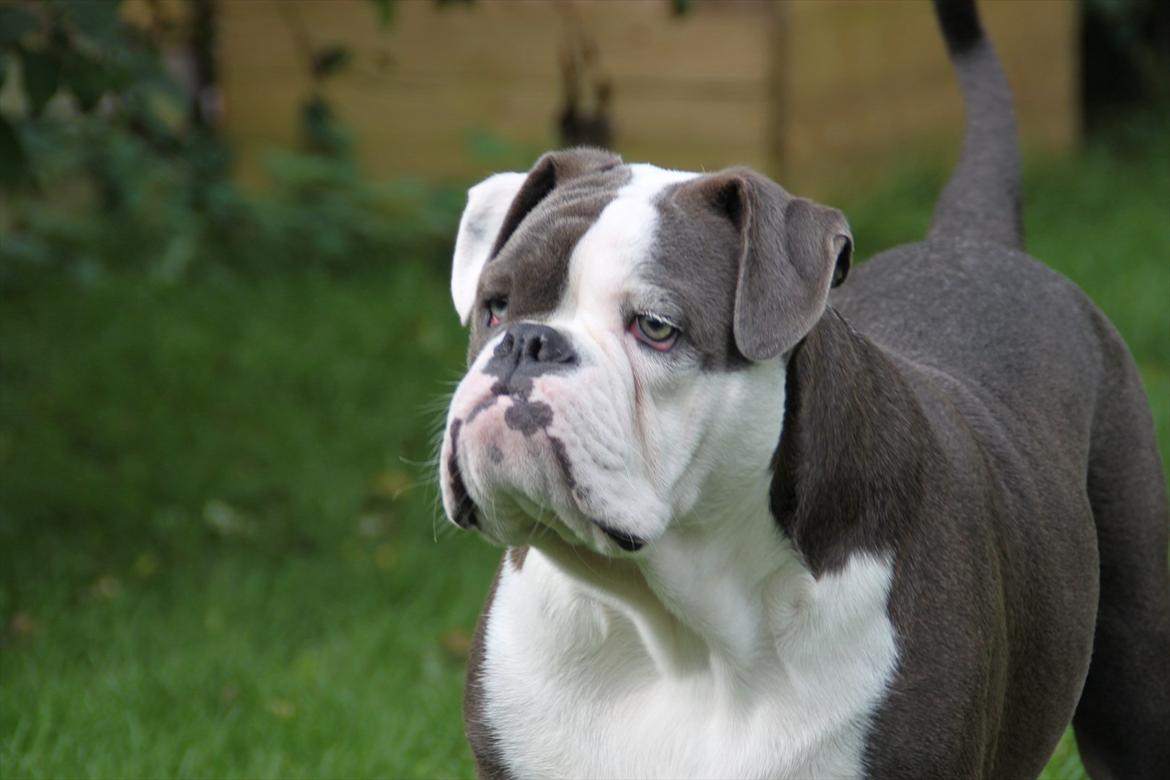 Olde english bulldogge Magnum von Frankenstein billede 20