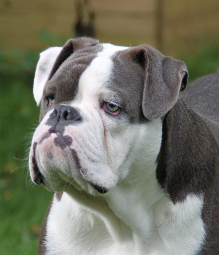 Olde english bulldogge Magnum von Frankenstein billede 5
