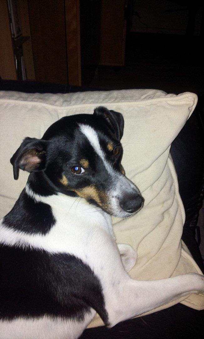 Dansk svensk gaardhund bunjy billede 6