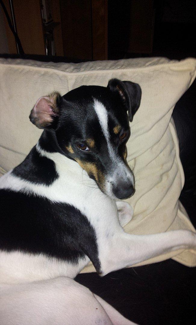 Dansk svensk gaardhund bunjy billede 7