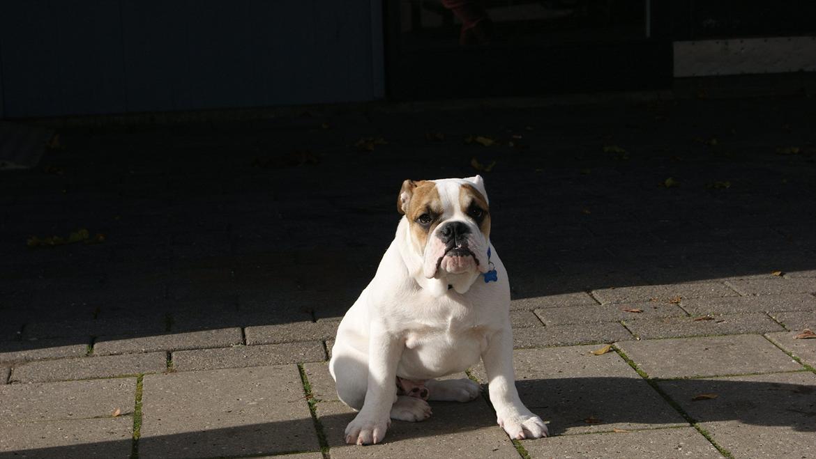 Olde english bulldogge dennis billede 5