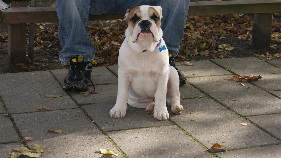 Olde english bulldogge dennis billede 6