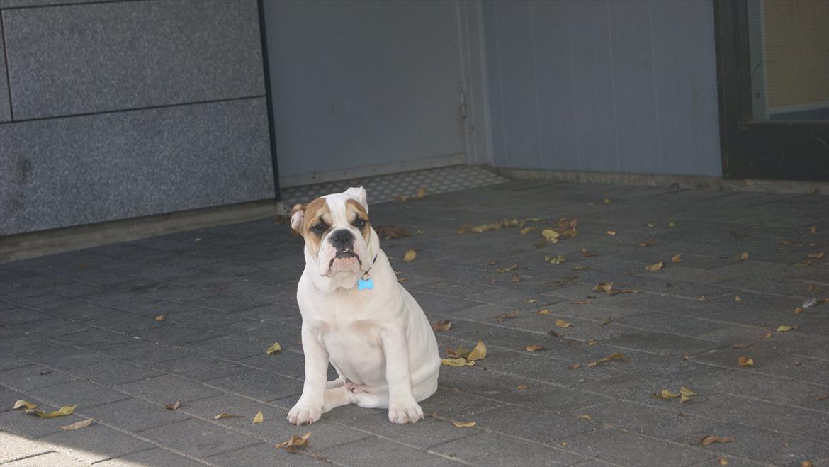 Olde english bulldogge dennis billede 7