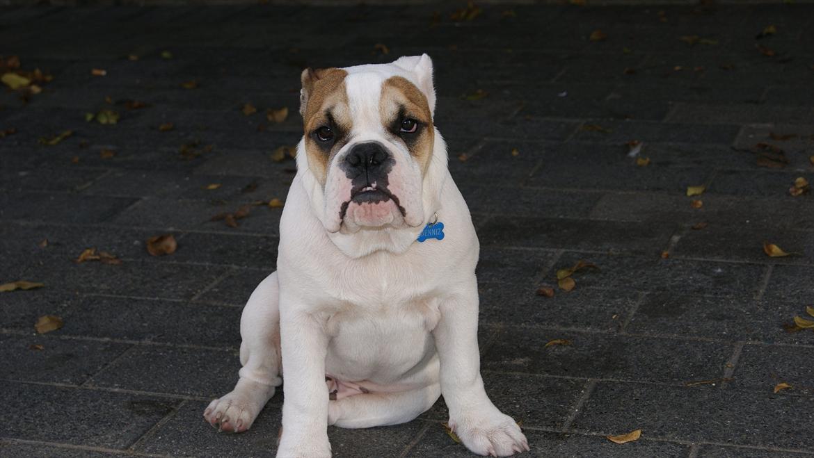 Olde english bulldogge dennis billede 8