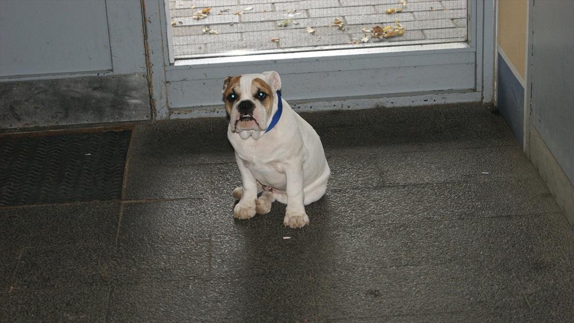 Olde english bulldogge dennis billede 9