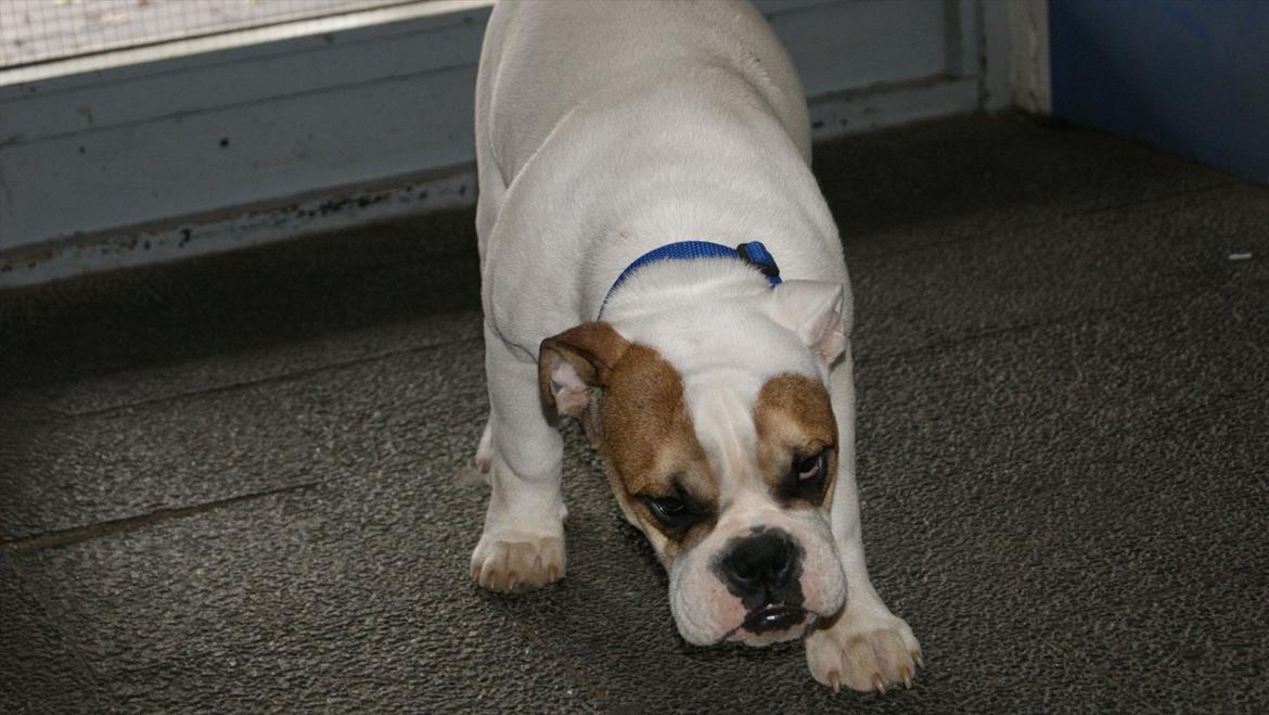 Olde english bulldogge dennis billede 10