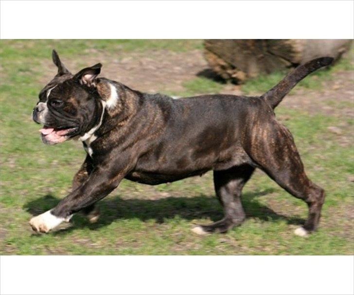 Olde english bulldogge dennis billede 11