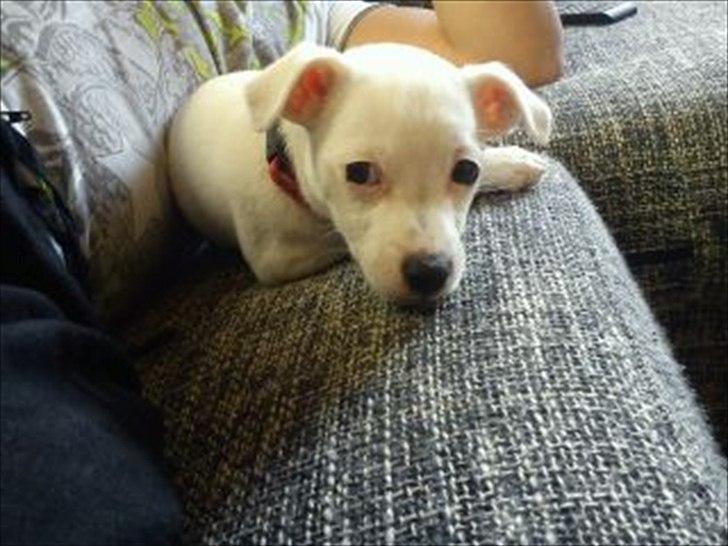 Jack russell terrier Wilma - Ejer fornemmelser over sofaen allerede  billede 1