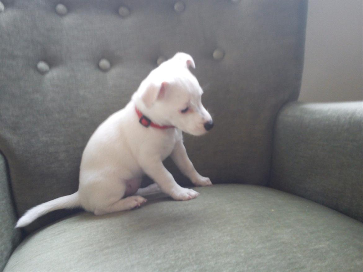 Jack russell terrier Wilma billede 2