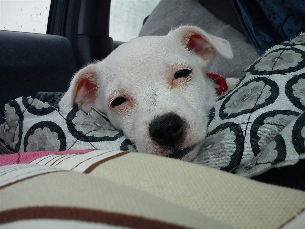 Jack russell terrier Wilma - Wilma da vi hentede hende  billede 4