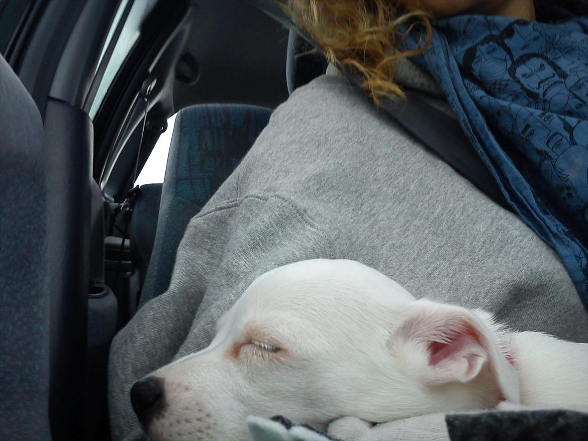 Jack russell terrier Wilma billede 5