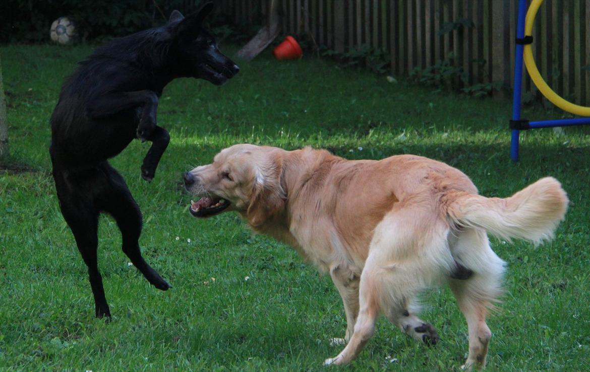 Blanding af racer Salta La Linda billede 16