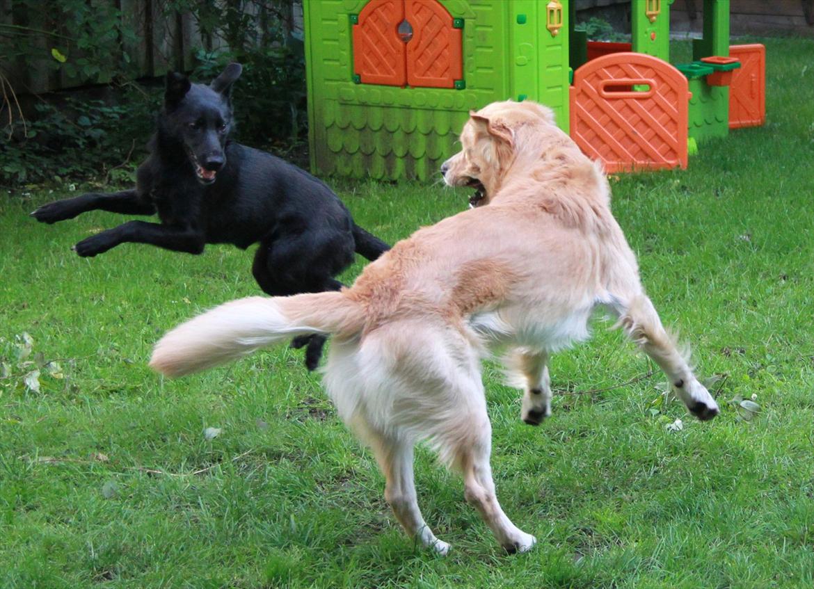 Blanding af racer Salta La Linda - Salta leger med sin lejlighedven muffi billede 2