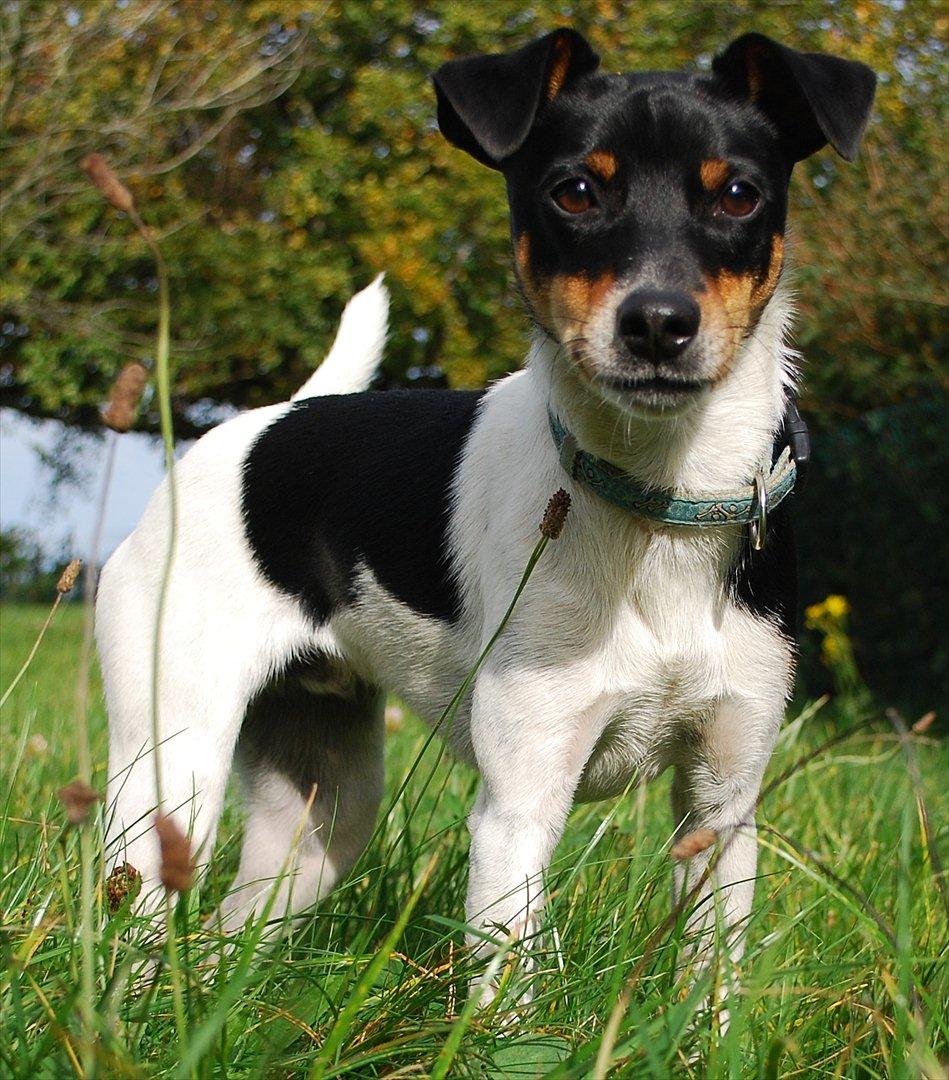 Dansk svensk gaardhund Eyvin*Fået ny ejer* - Eyvin i hans nye hjem 9/10-11 billede 18