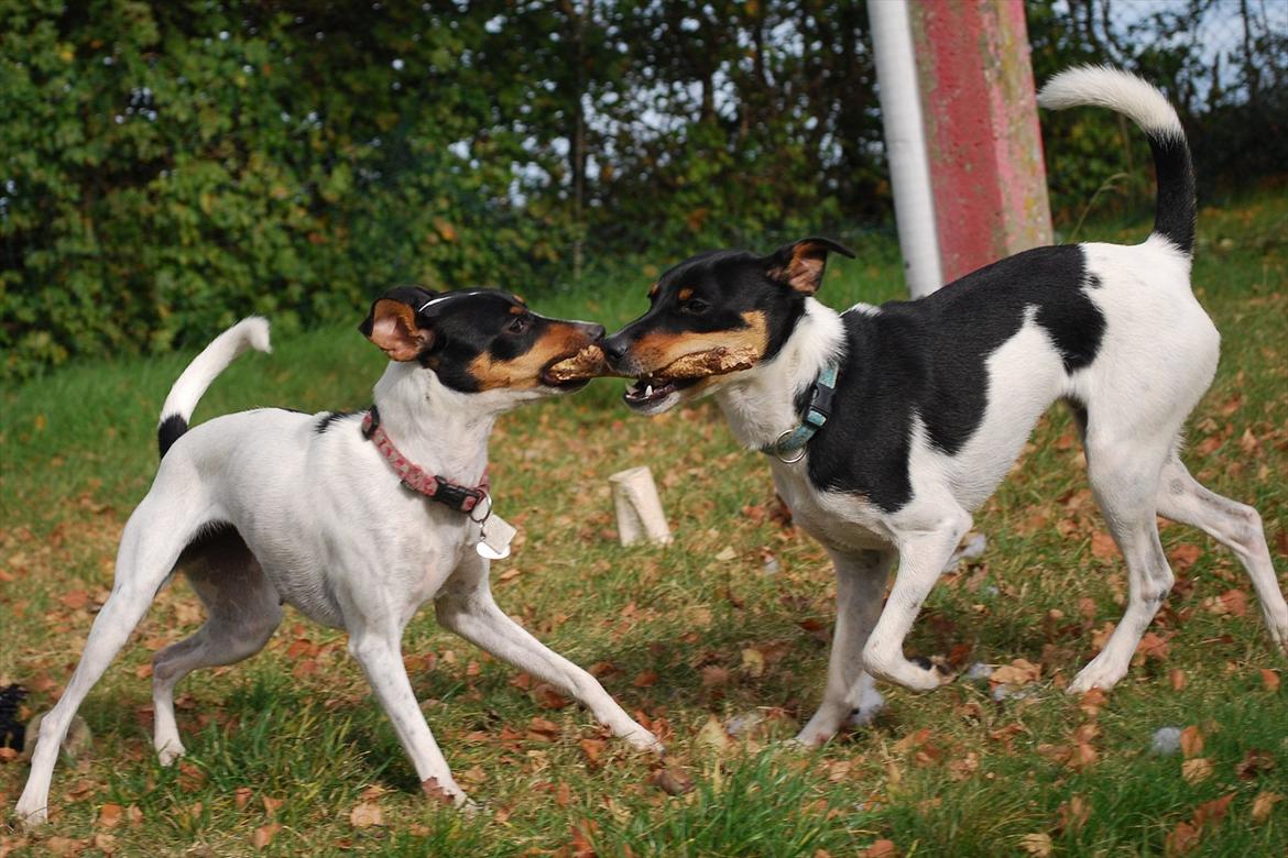 Dansk svensk gaardhund Eyvin*Fået ny ejer* - Eyvin og Perle 9/10-11 (Nyt hjem) billede 19