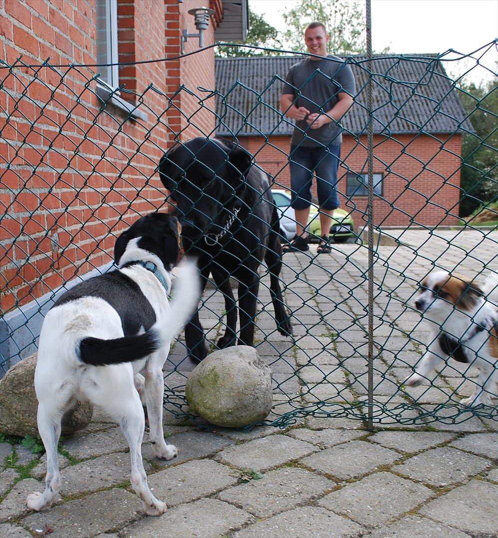 Dansk svensk gaardhund Eyvin*Fået ny ejer* - De 3 banditter mødes igen, i Eyvins nye hjem 9/10-11 billede 20