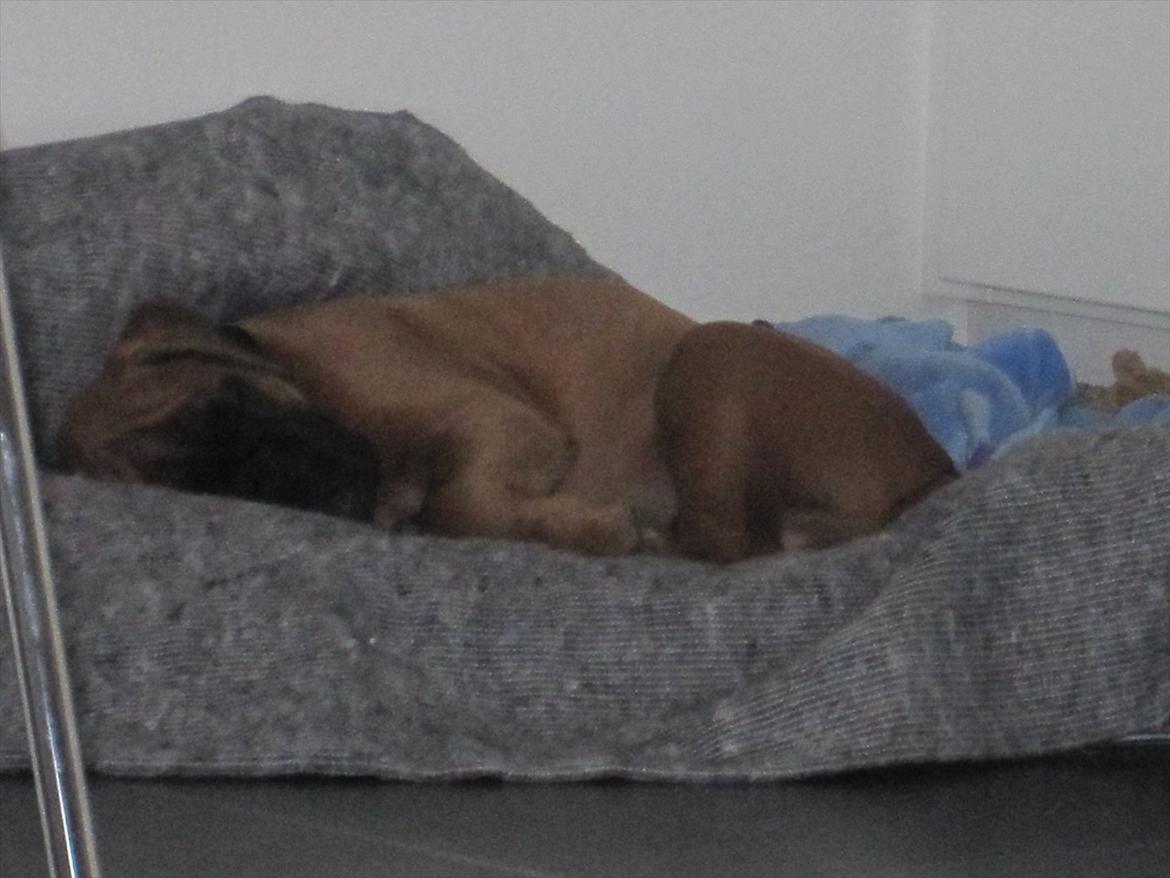 Boxer Buster [Delehund] <3 - Sådan så Buster ud da vi kom ind af døren i dag d. 9/10-11. Han havde lige gået lang tur med moster så han var VIRKELIG søvnig ;) billede 1