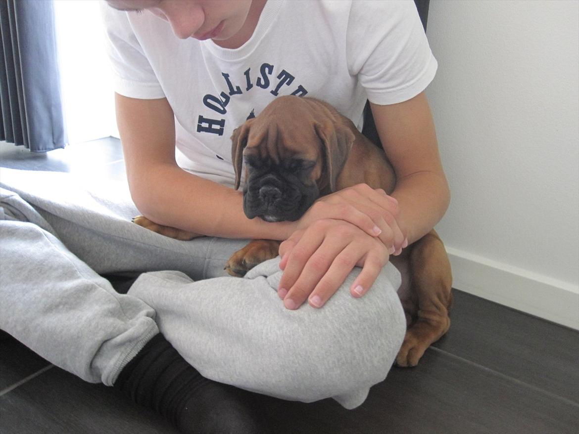 Boxer Buster [Delehund] <3 - Så sidder man med min fætter ;) Han blev lige afbrudt i sin lur d: billede 3