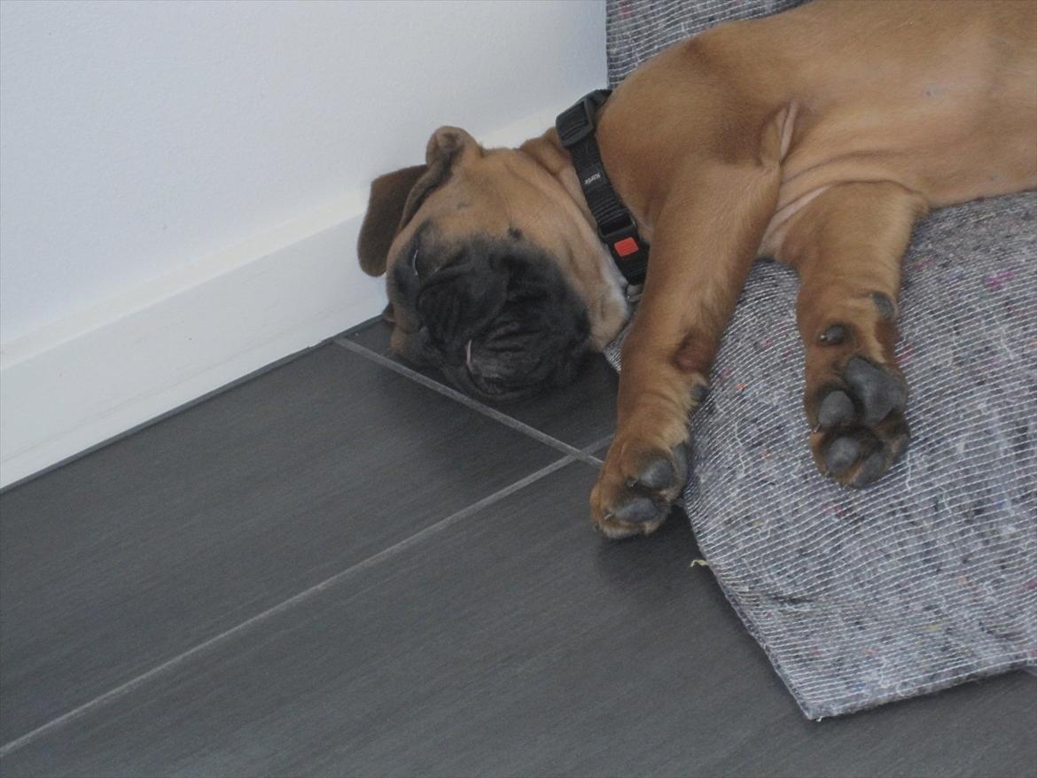 Boxer Buster [Delehund] <3 - På et tidspunkt bævrede Busters mund helt vildt så det så ud som om han rakte tunge af os xD billede 2