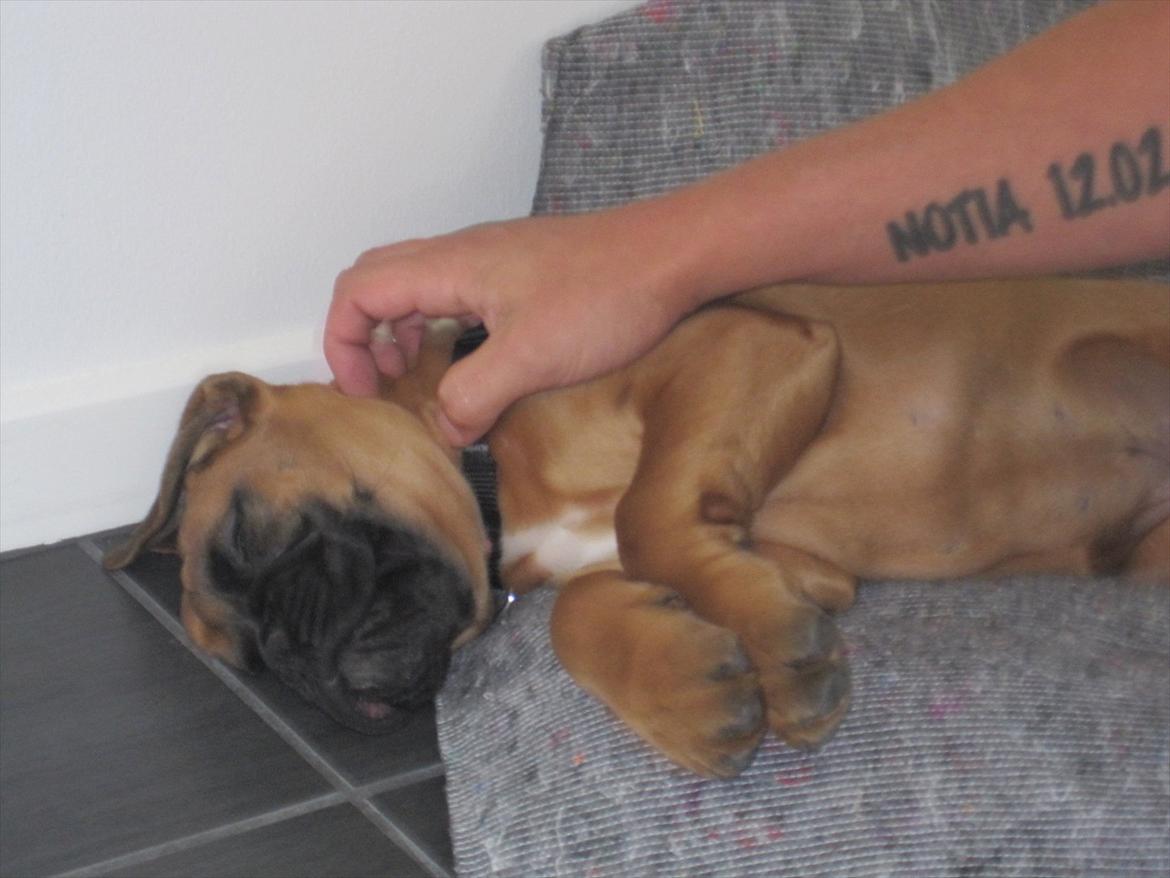 Boxer Buster [Delehund] <3 - Så bliver man lige nusset af farmand ;) billede 4