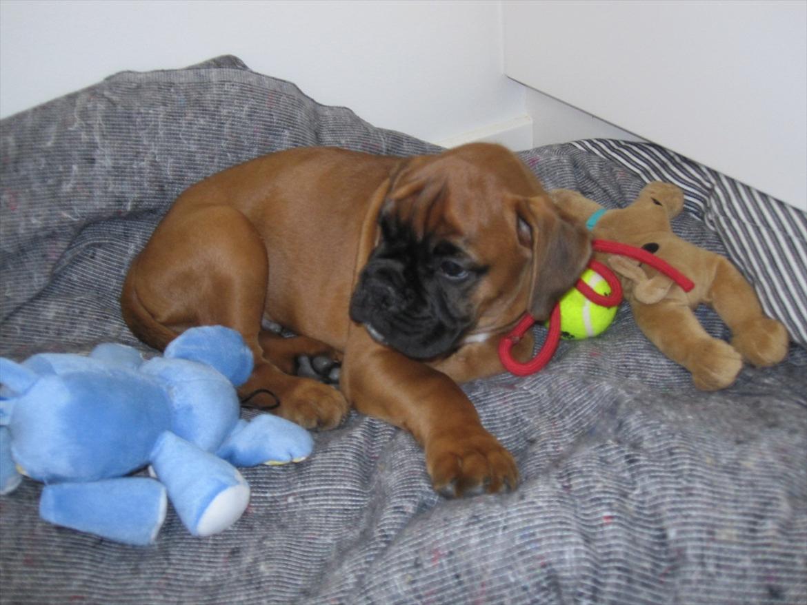 Boxer Buster [Delehund] <3 - Selv om man er træt, så skal man også liiige følge med i menneskenes samtale XD billede 5