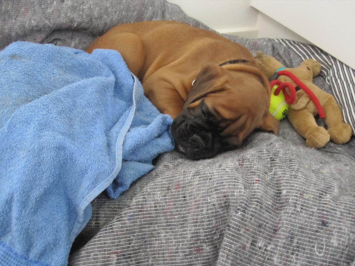 Boxer Buster [Delehund] <3 - Og så: ZZZZzzzzzz....zzzzz....zzzz billede 6