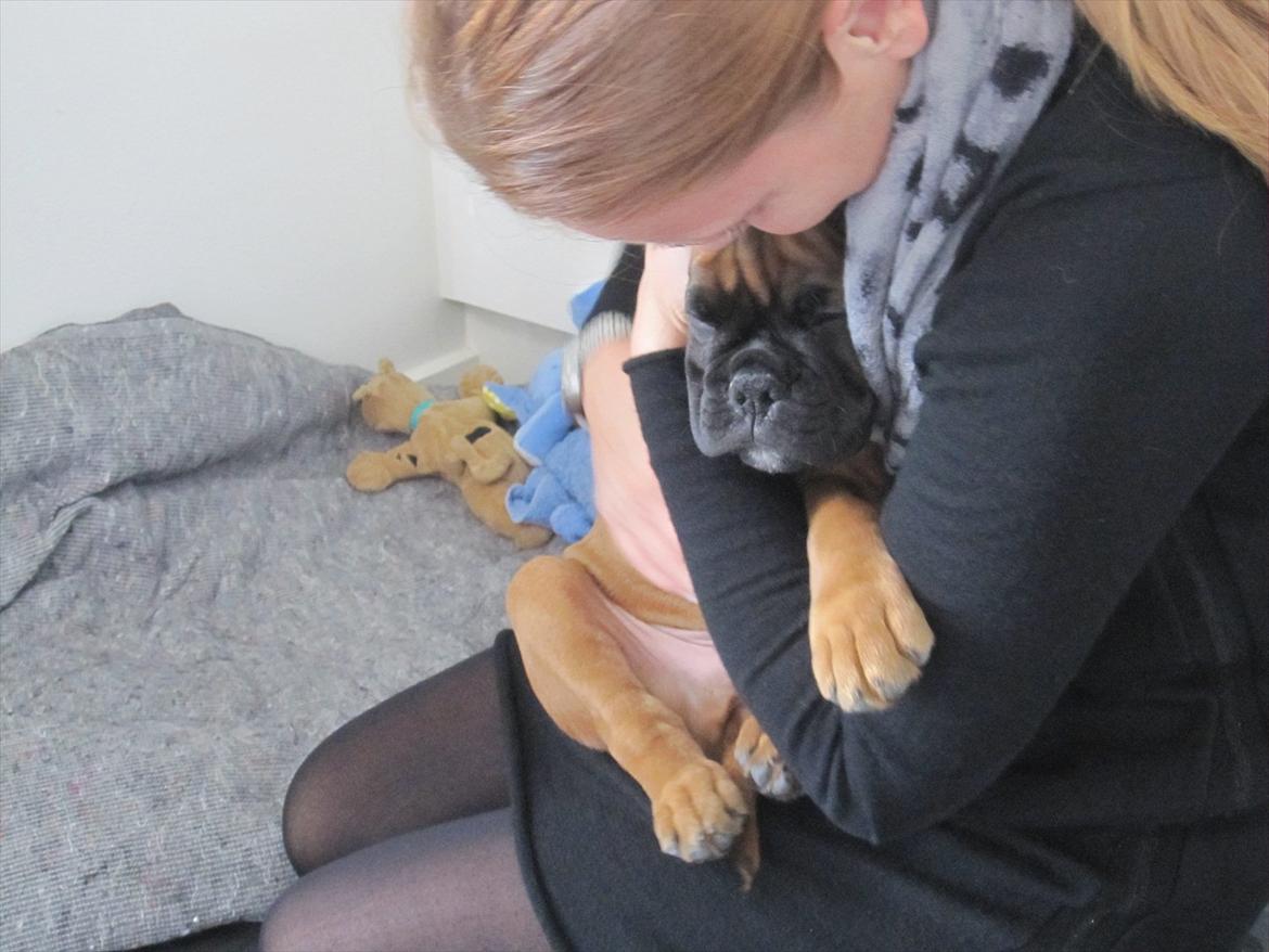 Boxer Buster [Delehund] <3 - Så sidder man og putter med moar ;) billede 7