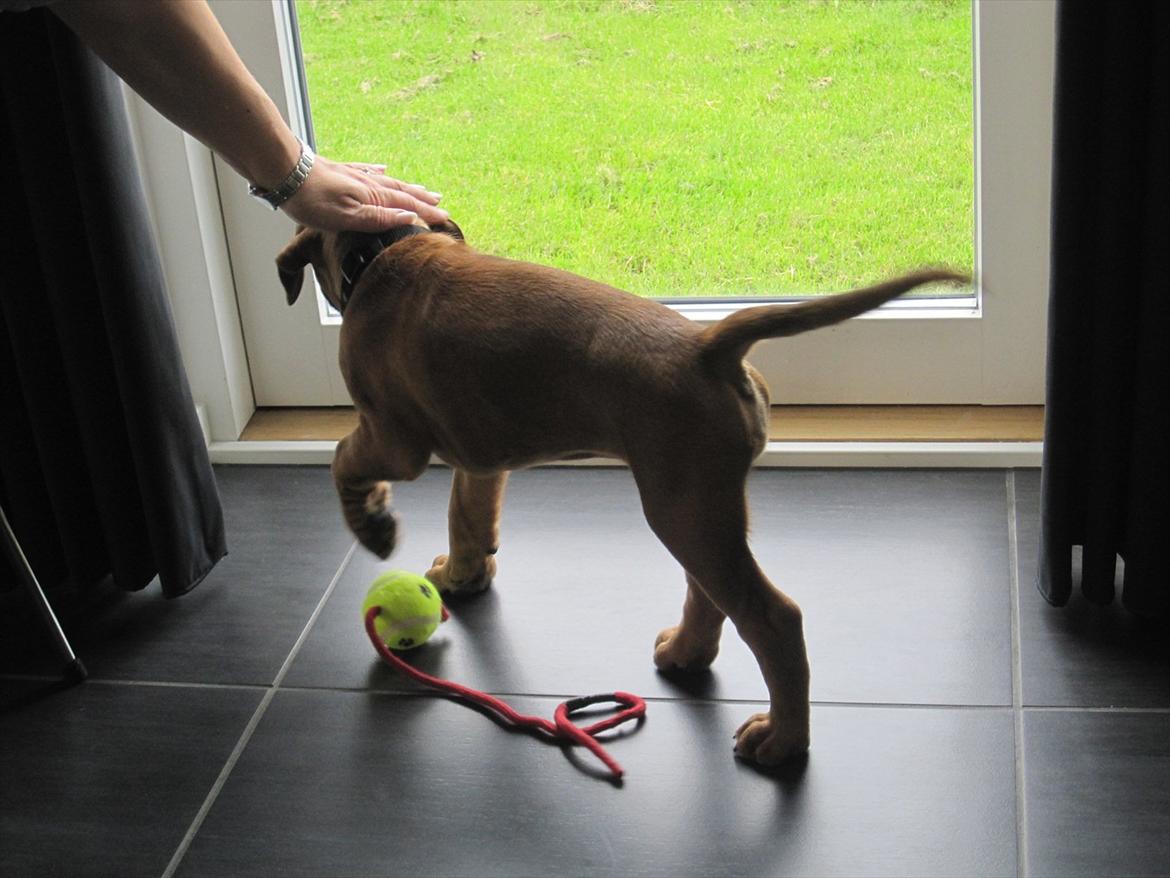 Boxer Buster [Delehund] <3 - Så kom der lidt liv i den lille hvalp (: billede 8