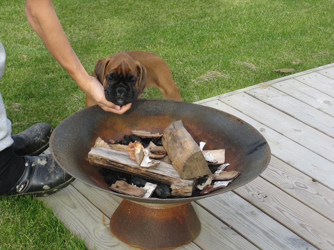 Boxer Buster [Delehund] <3 - Lille Buster skulle lige undersøge pindebrændet (Og smage på det mens der ikke er nogle der ser på d: ) billede 9