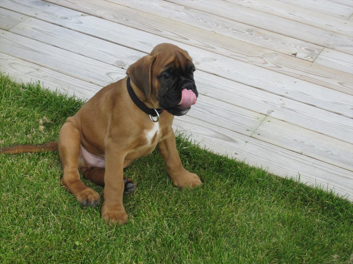 Boxer Buster [Delehund] <3 - "Se min lange tunge." XD billede 11