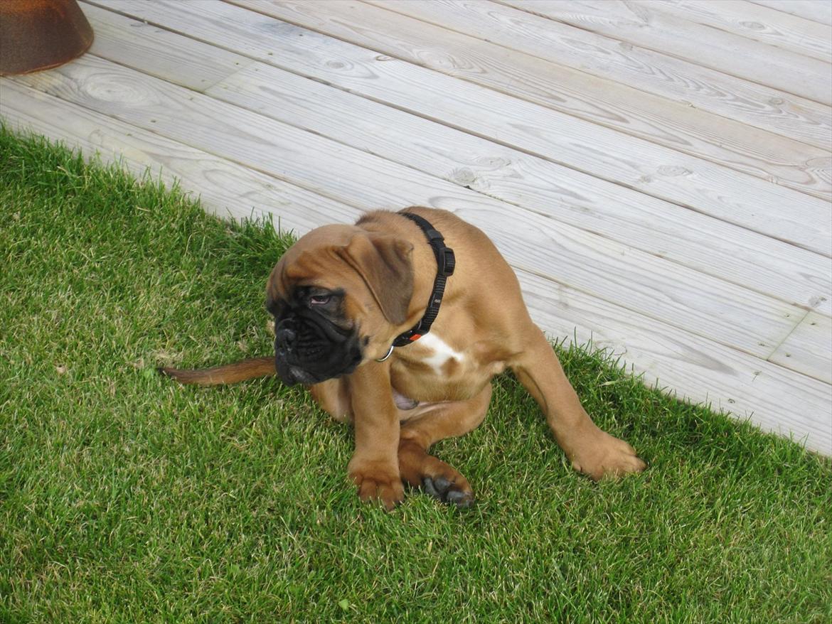 Boxer Buster [Delehund] <3 - "Uhh hvor det klør!" Og hans halsbånd drejede bare hele vejen rundt om hans hals xD billede 10